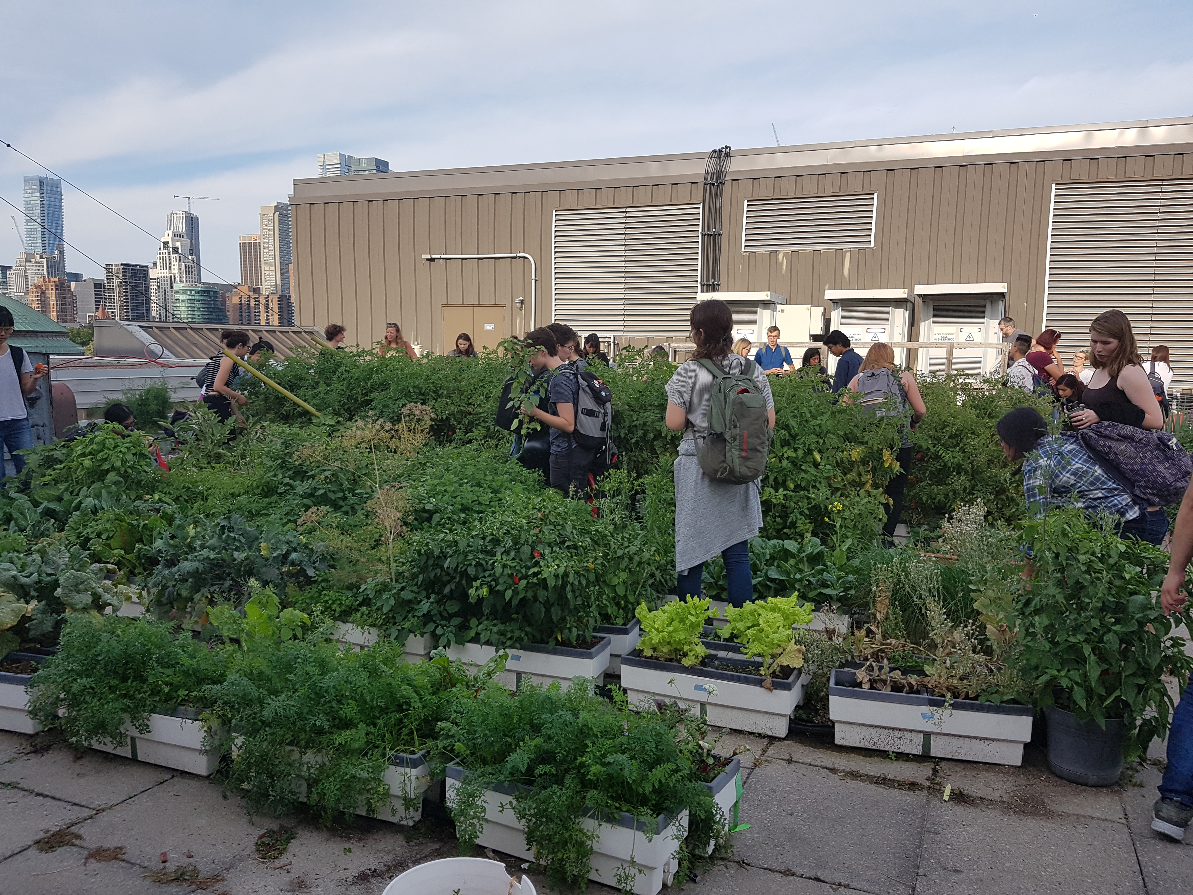 Photo by Ivan Emke. A crowd of people standing among rows of planters on a roof top